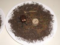 Tutti i toni del verde